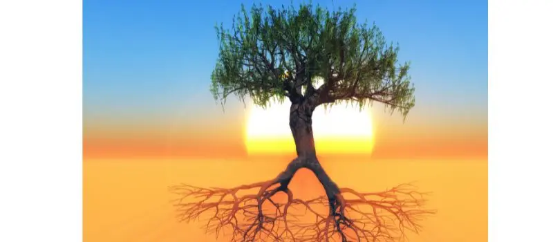 shows the thick roots under the tree with a backdrop of a blue sky and orange horizon. This indicates getting to the root causes of why you are clutetred
